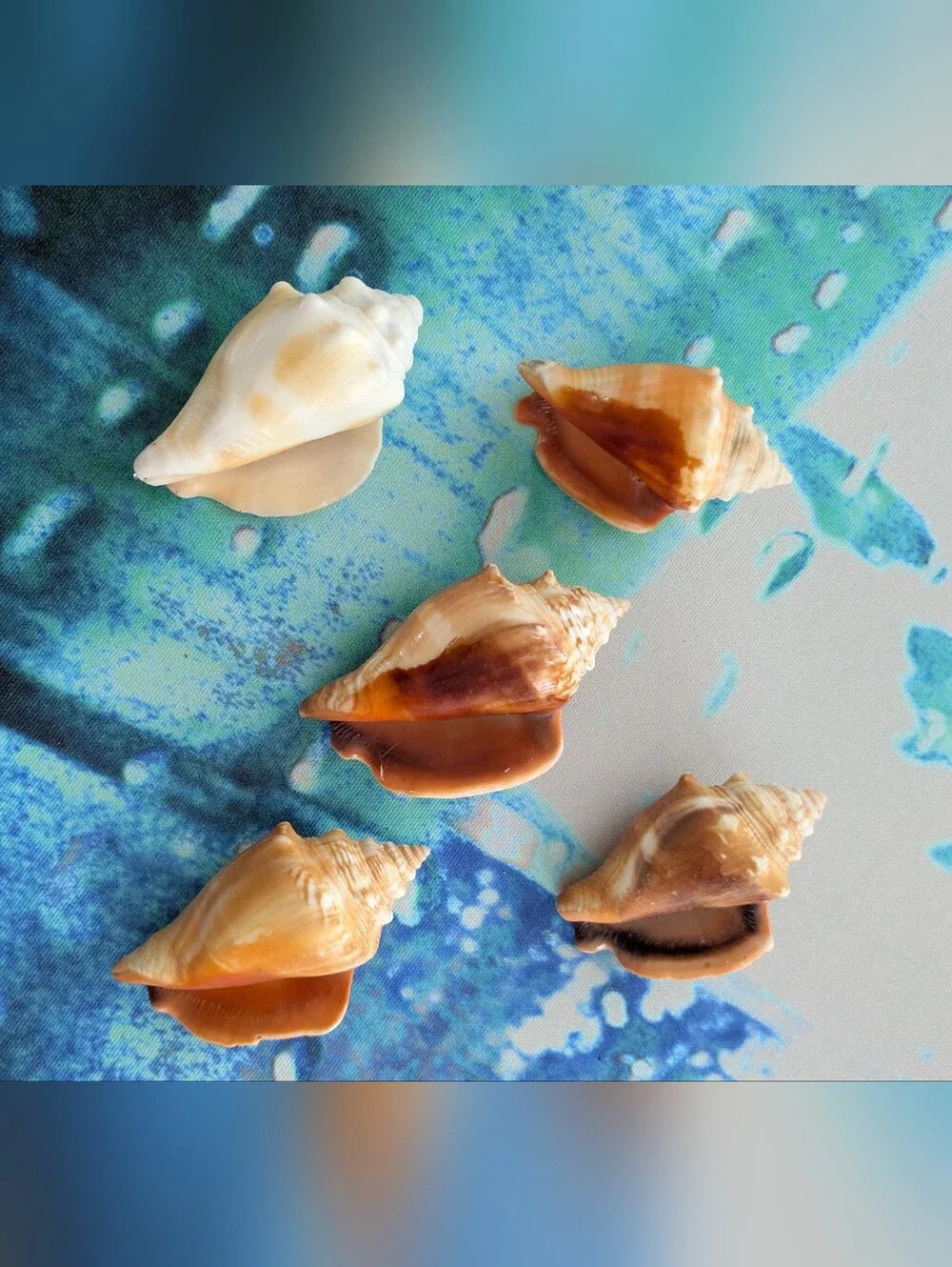 Assorted Natural Florida Fighting Conchs Seashell Gift Box